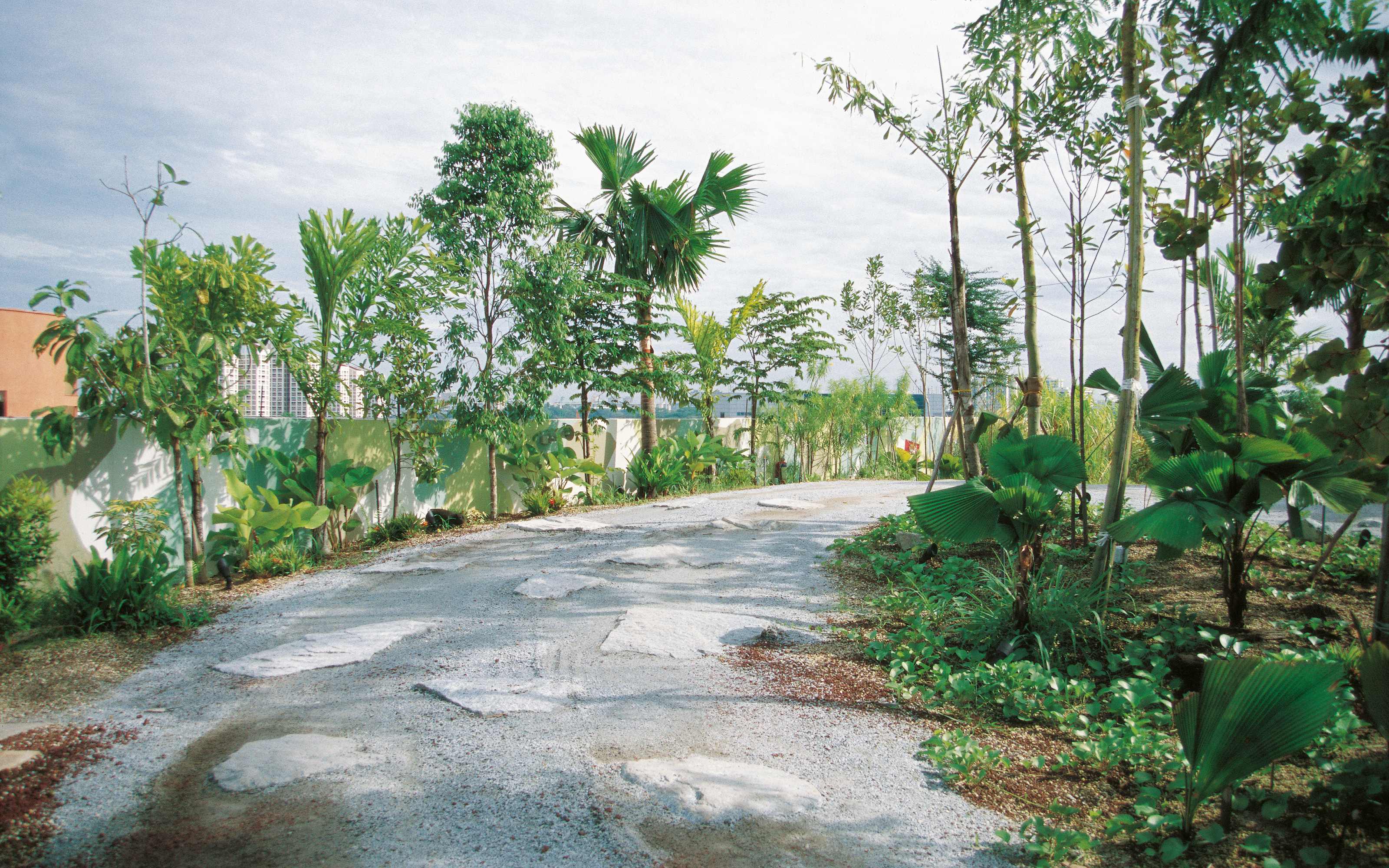 Palmeras a lo largo de una carretera con jorobas y rocas en la azotea