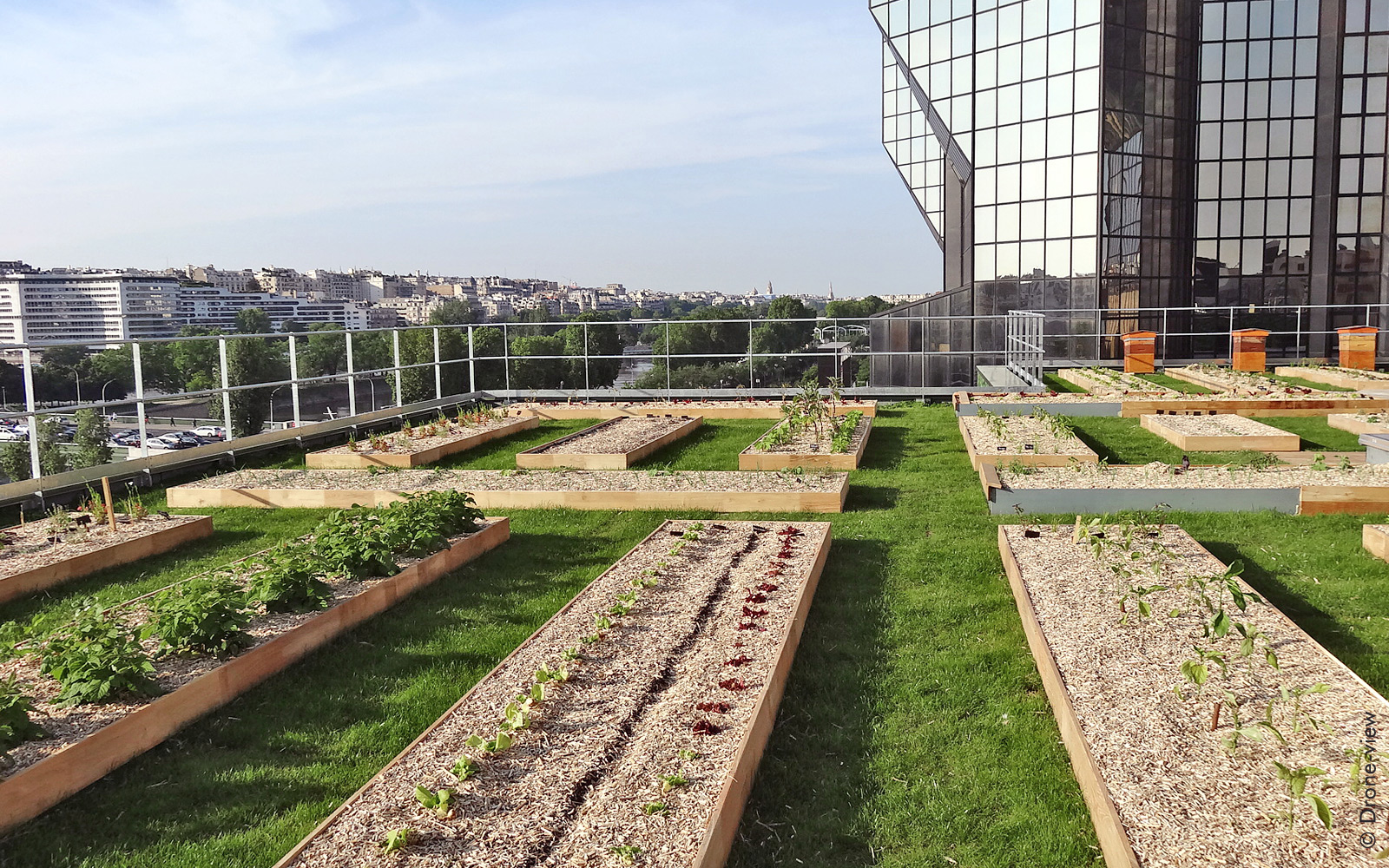 Cultivo de verduras y colmenas en un techo en la ciudad