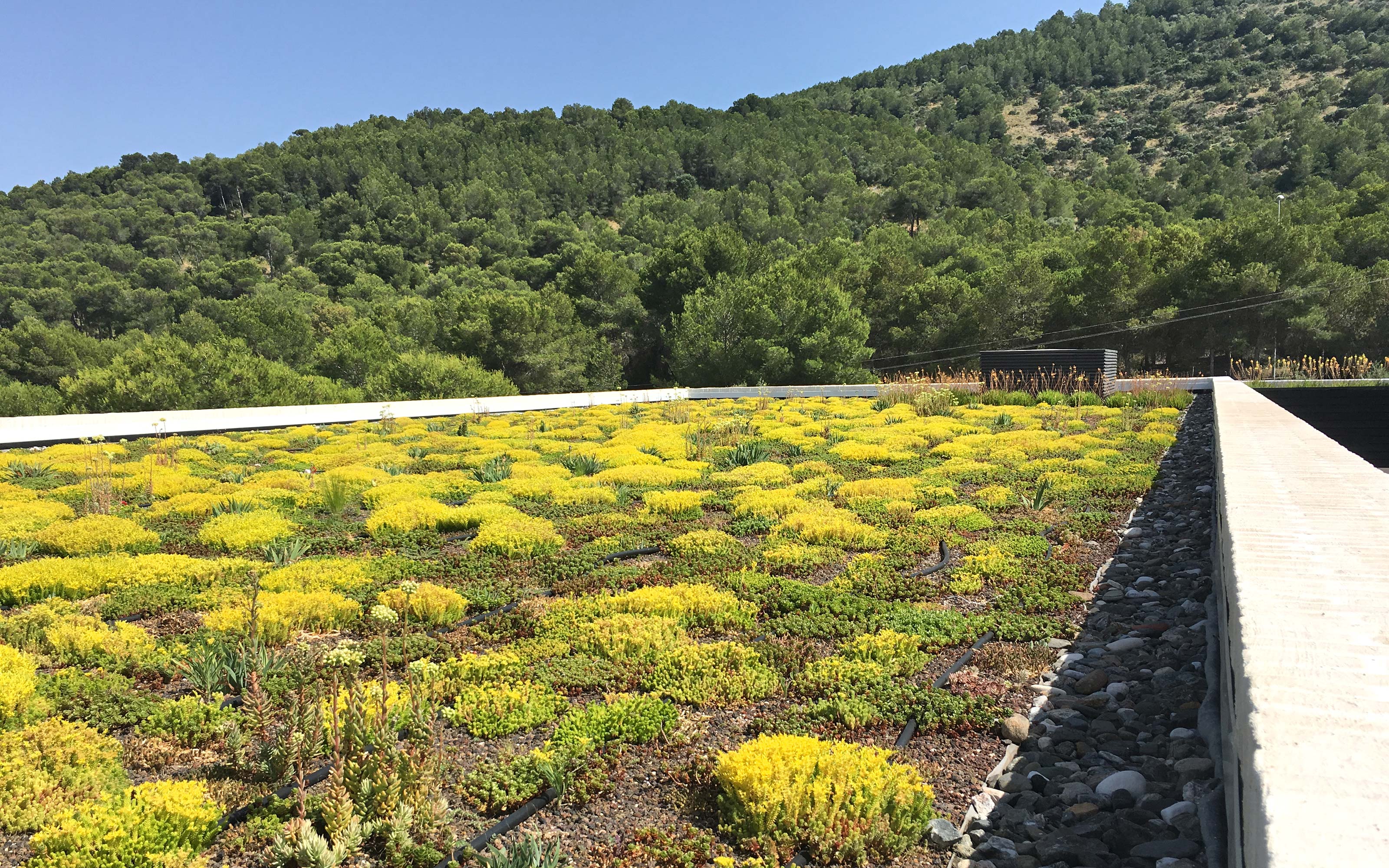 Cubierta ajardinada con flores amarillas de Sedum
