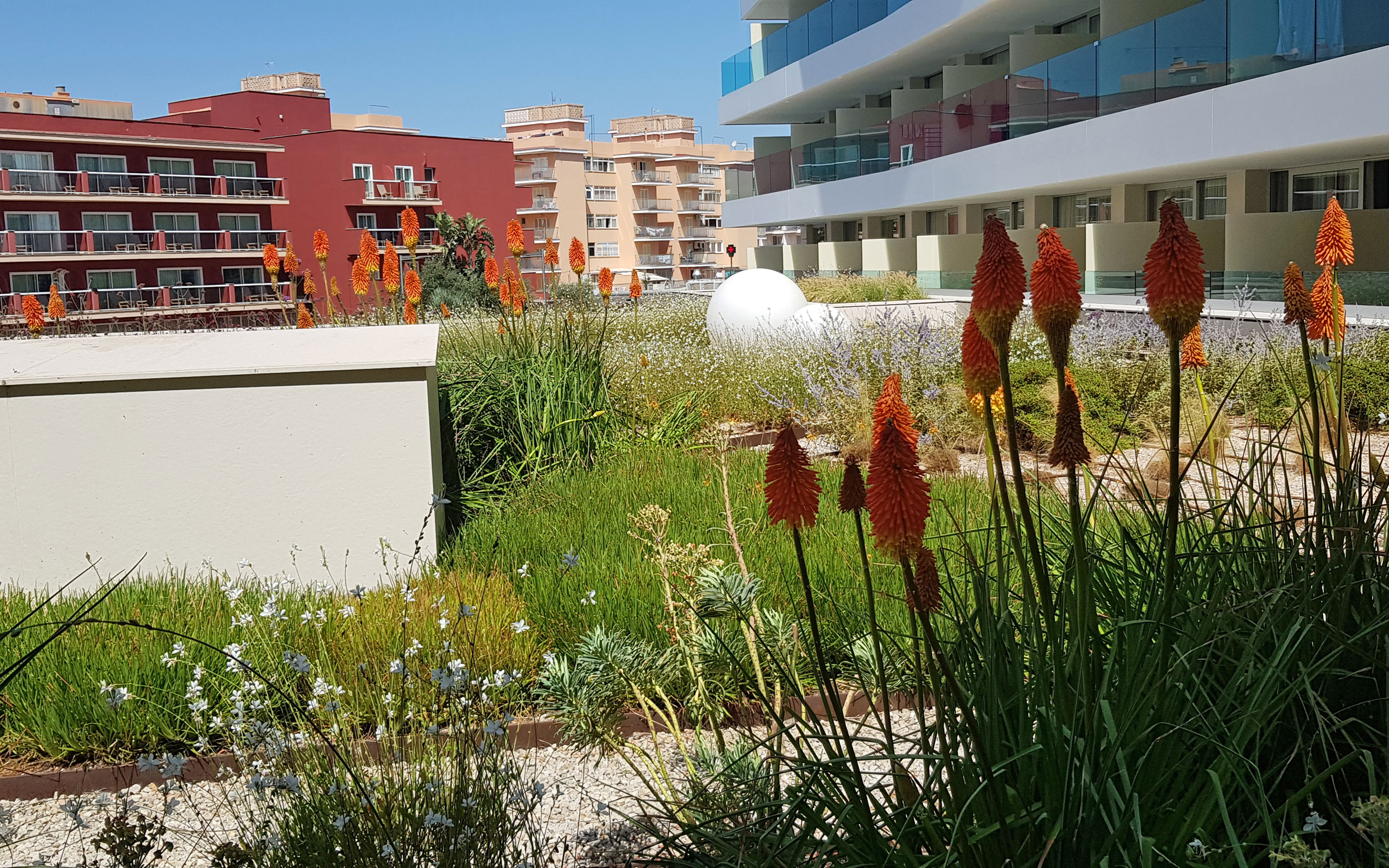 Flores de la vela de la estepa sobre una cubierta jardín 