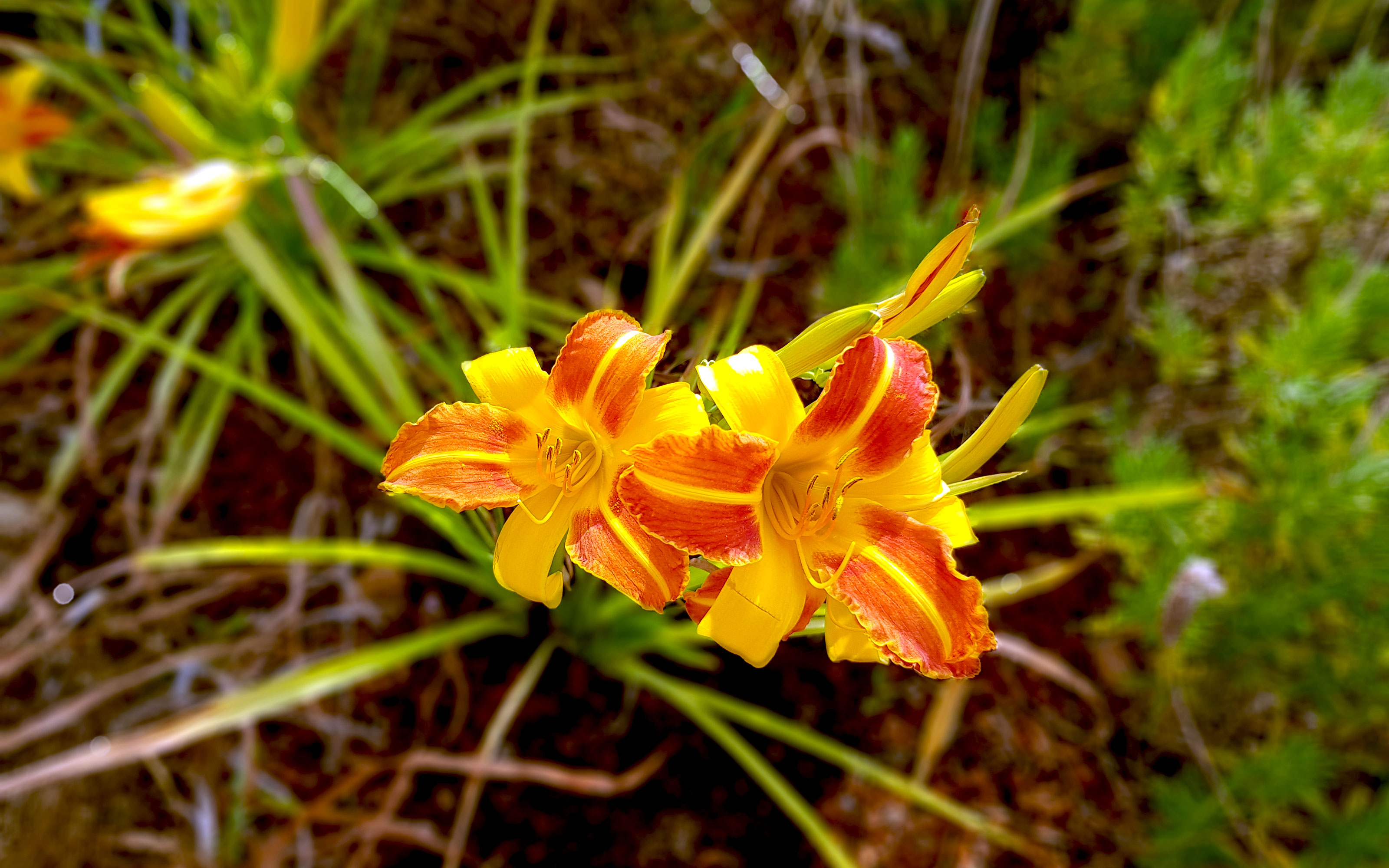 Flor de lirio