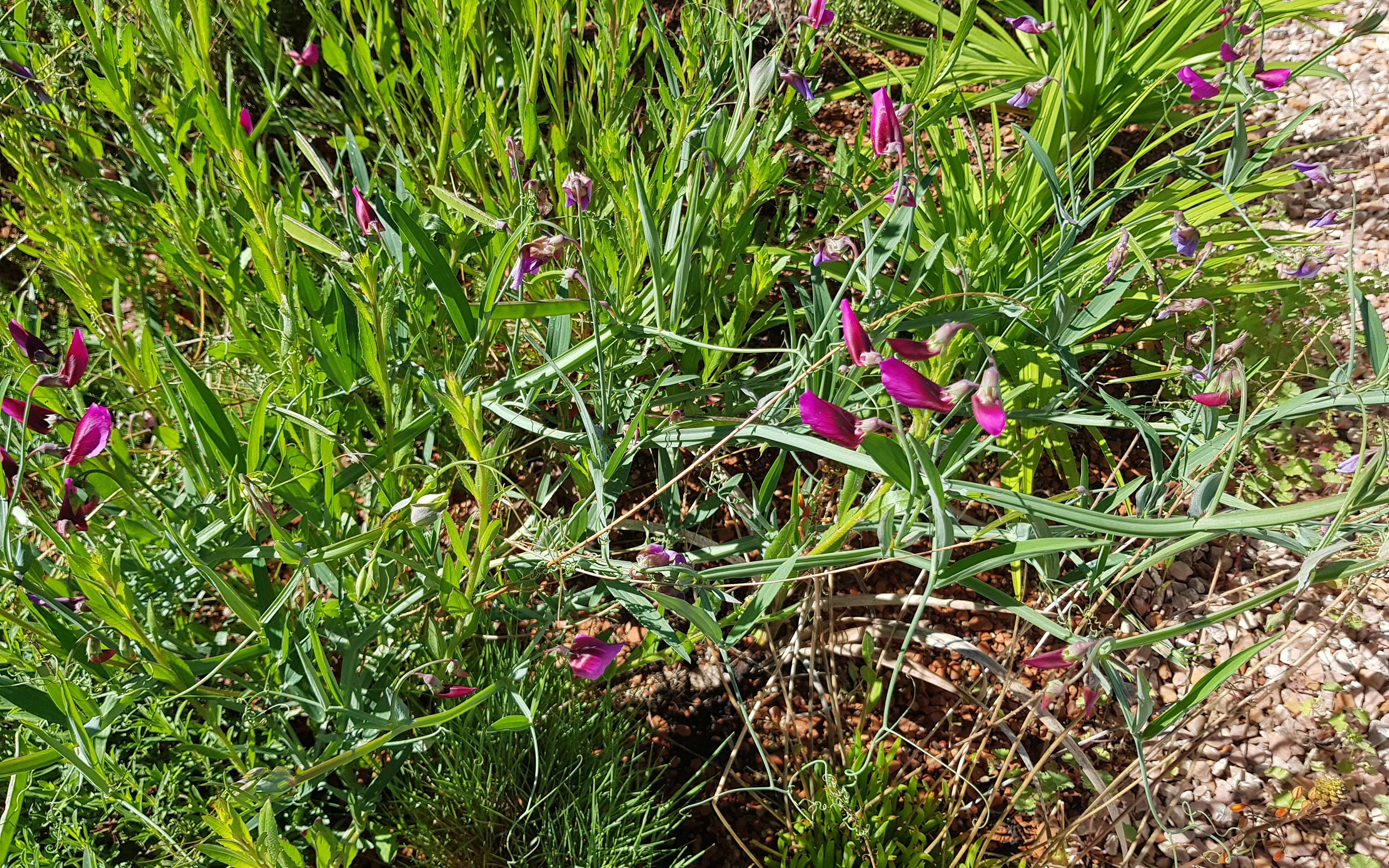 Flores moradas
