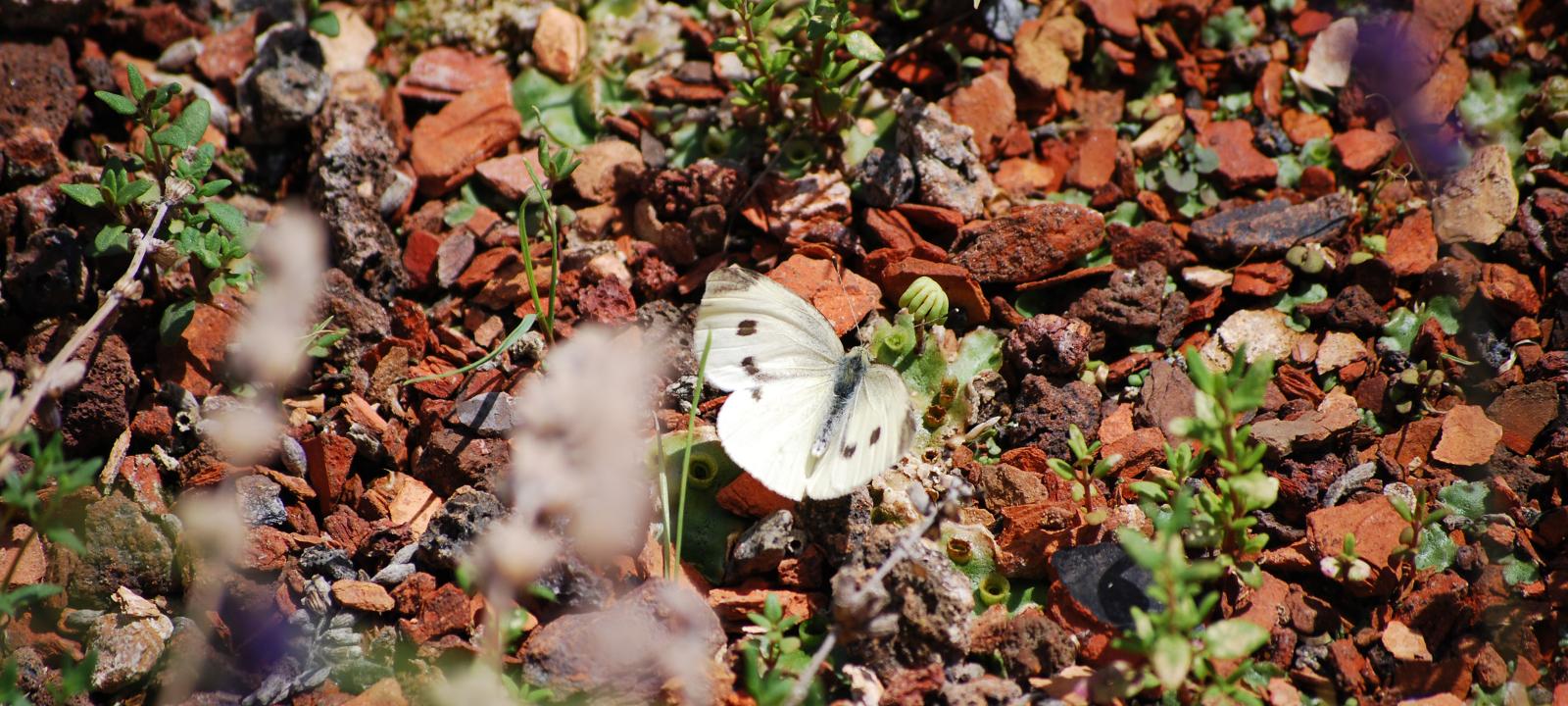 Mariposa sobre substrato