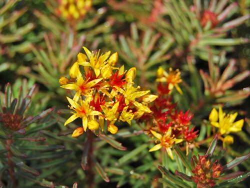 Sedum kamtschaticum