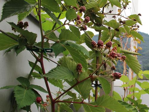 Moras