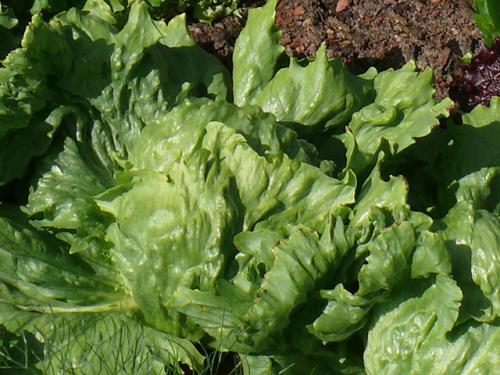 Lechuga