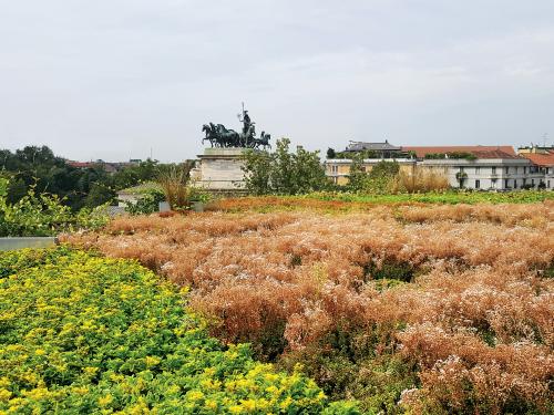 Cubierta ajardinada con Sedum