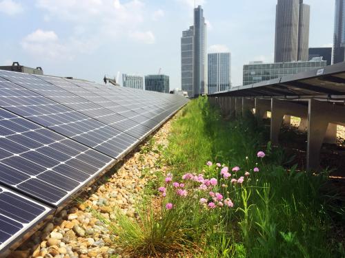 Energía solar sobre la cubierta verde
