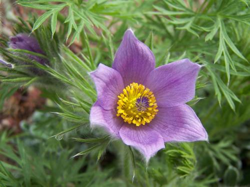 Flor de pasque