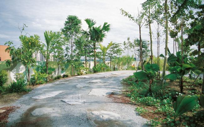 Palmeras a lo largo de una carretera con jorobas y rocas en la azotea