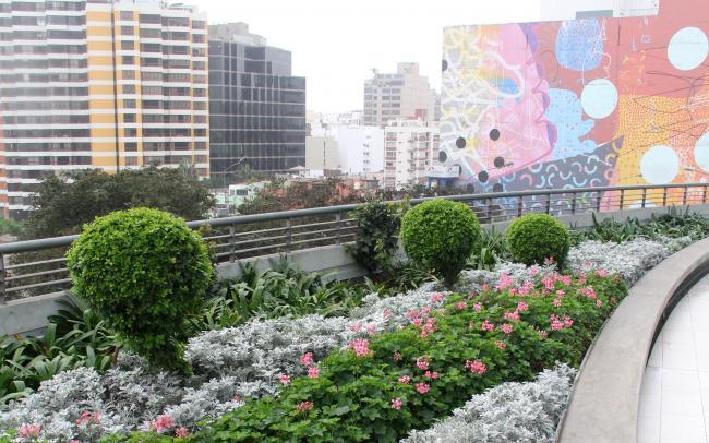 Cubierta jardín con arbustos y boj
