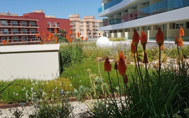 Flores de la vela de la estepa sobre una cubierta jardín 