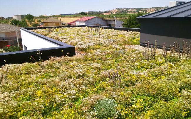 Cubierta ajardinada con Sedum